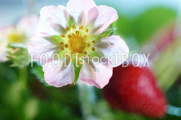 Erdbeer_10