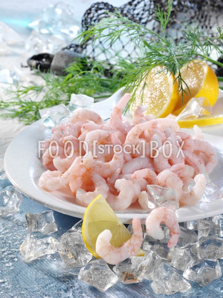 Shrimps_01