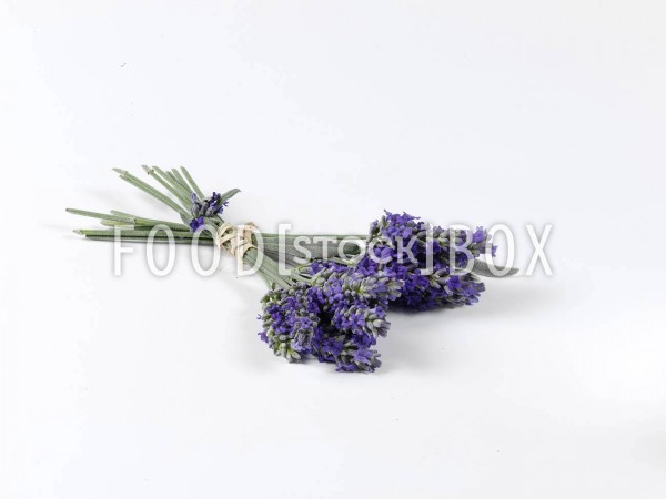 Lavendel_02_frei