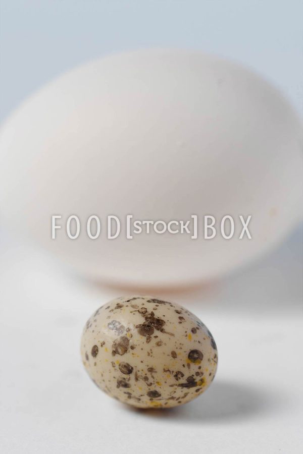 Eier 21
