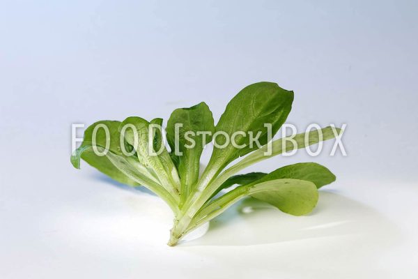 Feldsalat 02