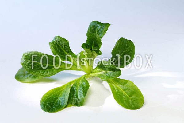 Feldsalat 03