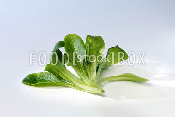 Feldsalat 04