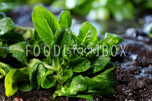 Feldsalat 05