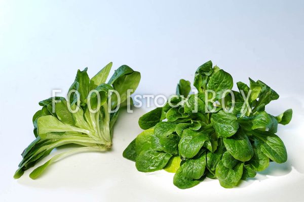 Feldsalat 07