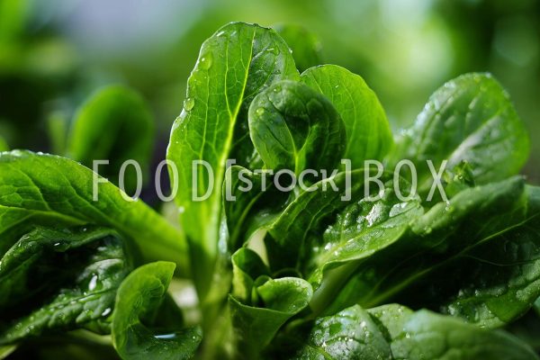 Feldsalat 08