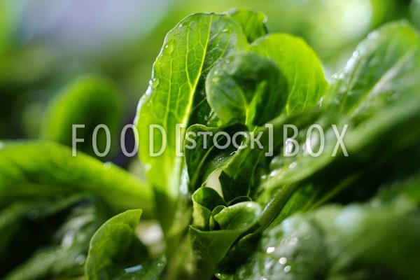 Feldsalat 09