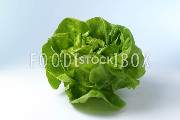 Kopfsalat 01
