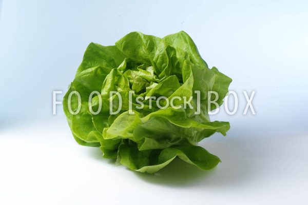 Kopfsalat 02
