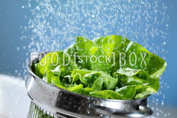 Kopfsalat 04