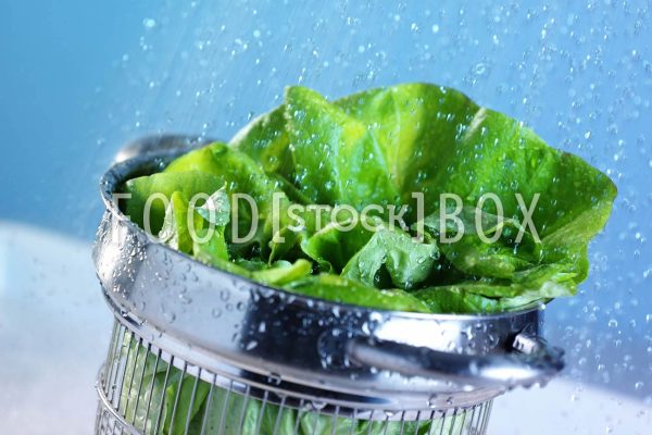 Kopfsalat 05