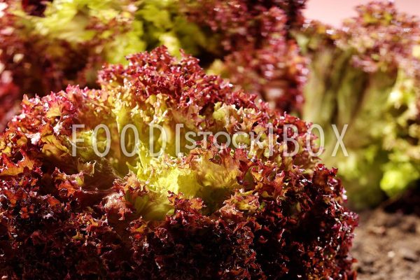 Lollo Rosso 01