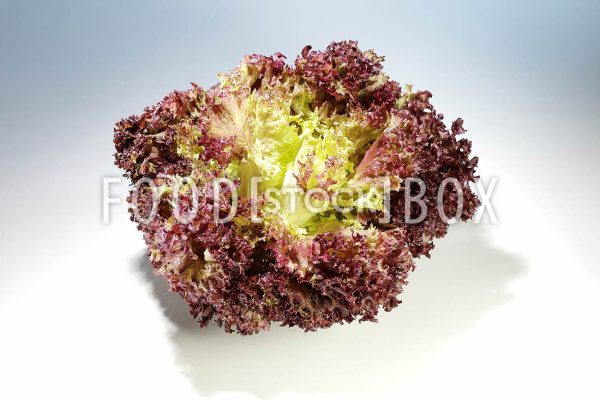 Lollo Rosso 06