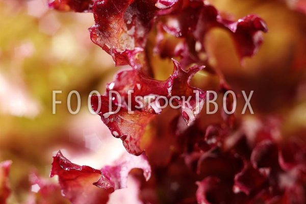 Lollo Rosso 07
