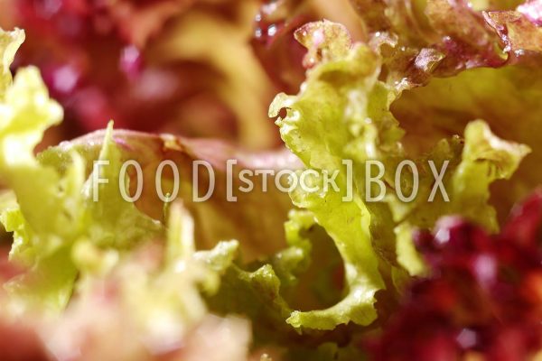 Lollo Rosso 08