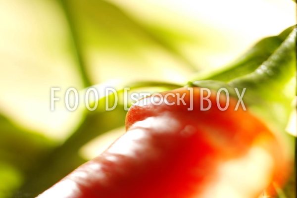 Peperoni 06