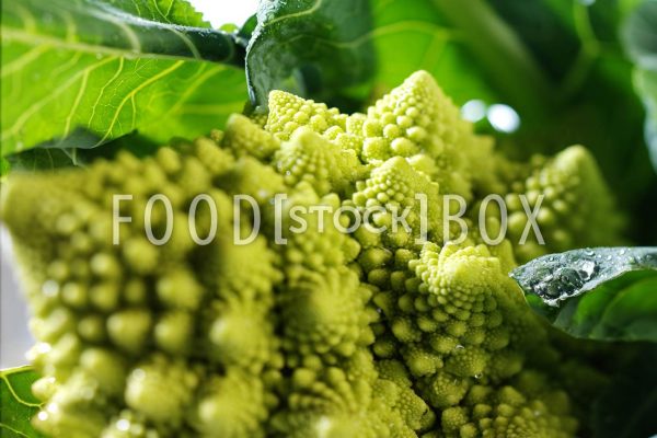 Romanesco 02