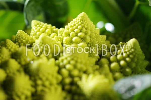 Romanesco 03
