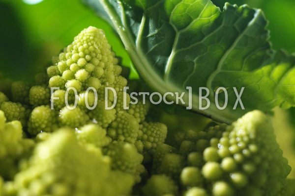 Romanesco 04