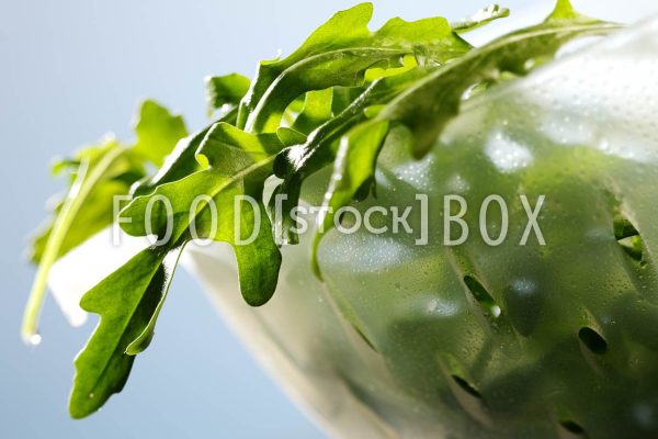 Rucola 02