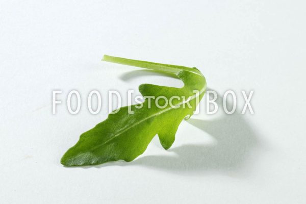 Rucola 04