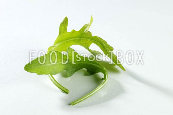 Rucola 06
