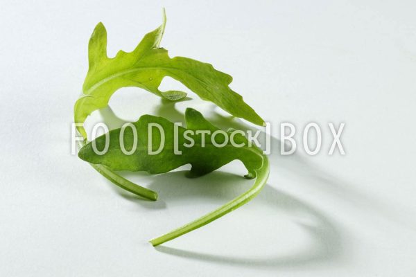 Rucola 07