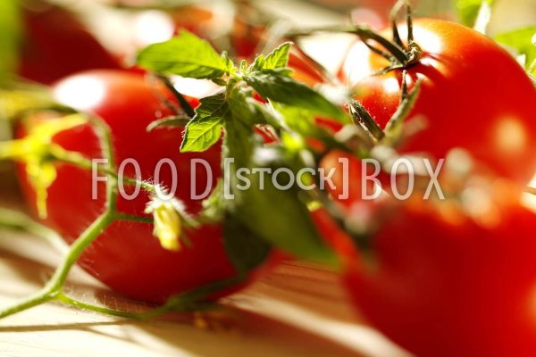 Tomate 02