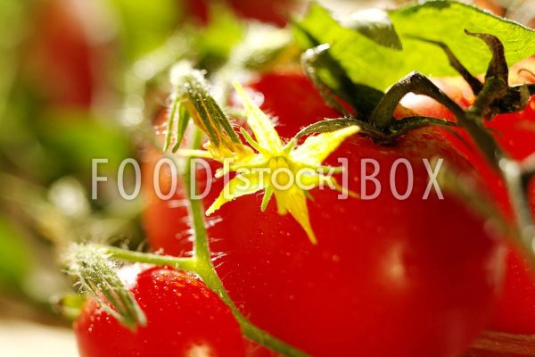 Tomate 03