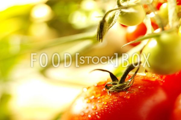 Tomate 06