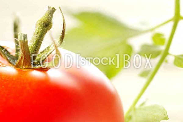 Tomate 15