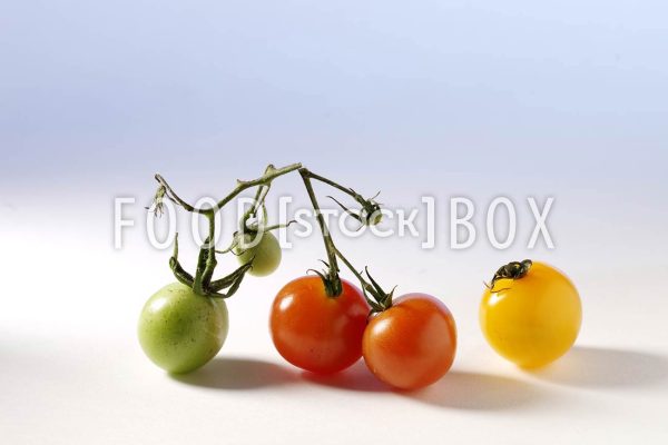 Tomate 19
